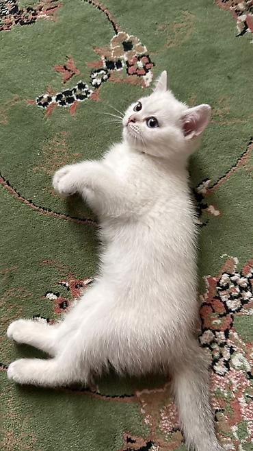 Кошки: Ağ tüklü, göy-boz gözlü balaca pişik balaları. - Yumşaq, sıx və parlaq — 5