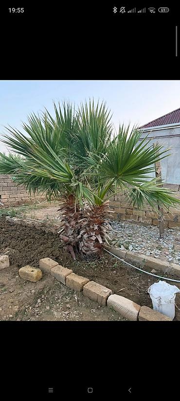 palm angels: Ikili dekorativ palma ağacı – Washingtonia (fan tipli yarpaq) - Növ — 2