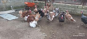 6aylıq tam sağlam Red Buorbun hind quşları.Ağ qanad erkəylər 100azn