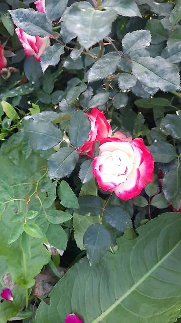 Роза: Саженцы садовых роз (кустарниковые/чайно-гибридные, флорибунда) — — 10