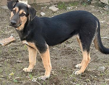 it satışı tap az: 6 ay, Dişi, Peyvəndli, Ödənişli çatdırılma — 2