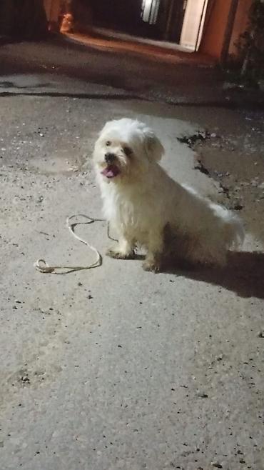 maltese terrier fiyat: Malta bolonka, 1 il, Dişi, Cütləşmə üçün, Ünvandan götürmə — 1