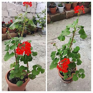 Qırmızı çiçəkli sardunya (geranium) – dibçəkdə - Bitki növü: Sardunya