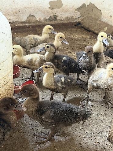 alabay satisi: Dişi, | Lal ördək, Damazlıq, Ödənişli çatdırılma — 1