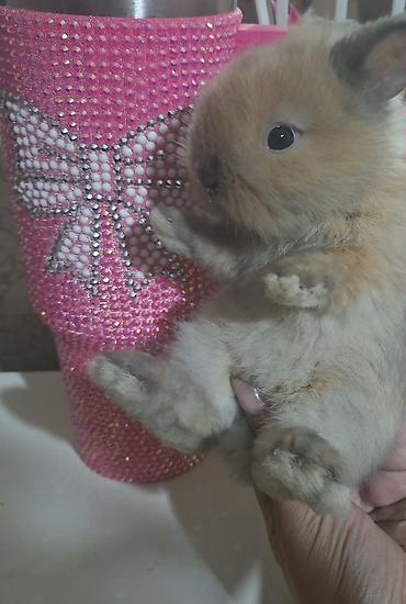 dovşan reks: Yumşaq tüklü dekorativ dovşan balası (holland lop ) - Cins: dekorativ — 1