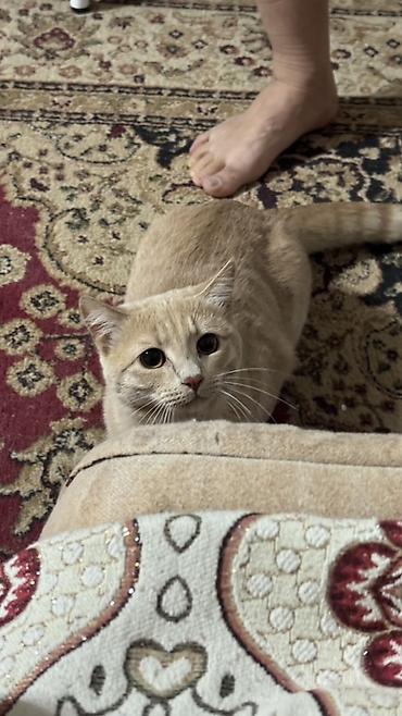 Отдам даром кошку: Кошка даром: Скотиш Страйт (Шотландская прямоухая), 10 месяцев, Мальчик — 2