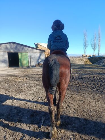 Лошади, кони: Продаю | Жеребец | Рабочий — 5