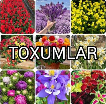 ağaç satış: Gül Toxumların Satışı 🌸 Catırılma mövcüdür 🚚 Bölgələrə catırılır 📦 20
