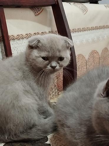 рэгдолл кошка: Котята шотландской породы самостоятельные,серые 2 мальчика бежевая — 7