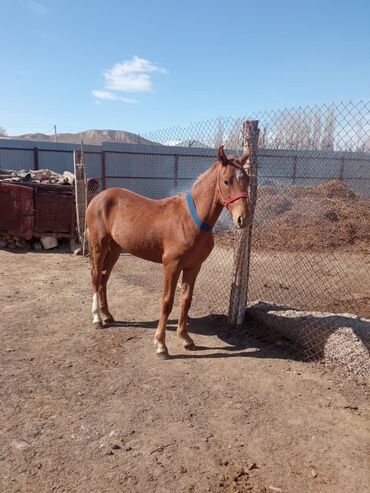 домик для кошки многоуровневый: Башка жаныбарлар lalafo.kg да домик для кошки многоуровневый: Башка жаныбарлар