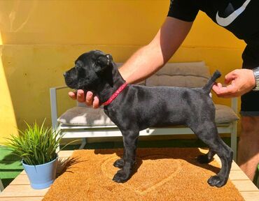 Psi: Cane corso, stenad 2 crne zenke i 2 sive zenke. Oštenjene 12.06.2025 na lalafo.rs — 12 Psi: Cane corso, stenad 2 crne zenke i 2 sive zenke. Oštenjene 12.06.2025 — 12