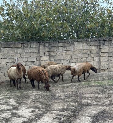 Qoyunlar, qoçlar: Qoyunlar – qaragül tipli qəhvəyi yunlu, qara başlı və ayaqlı heyvanlar — 7