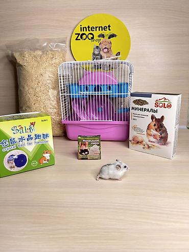 Хомяки: Продаются хомячки джунгарские, сирийские, ангорские пушистые хомячки — 23