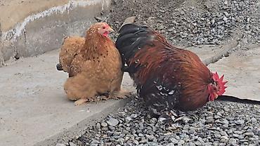 Птицы: Парселян кохинхин карлик 1+1 сатылат — 2