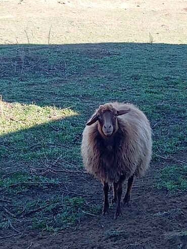 qurbanlıq qoyun satışı online: Dişi, Qala, il: 1, 100 kq, Damazlıq, Ətlik, Ödənişli çatdırılma