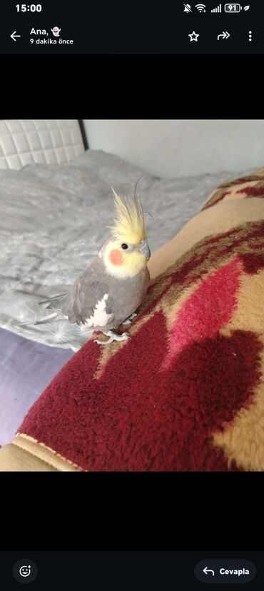 Tutuquşları: 9 aylıq korella təcili satılır 9 ayligdir erkekdir şu qabı yem qabı — 3