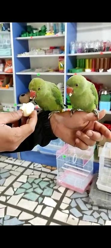 Птицы: Ручной ожереловый попугай! Если у вас никогда не было опыта — 2