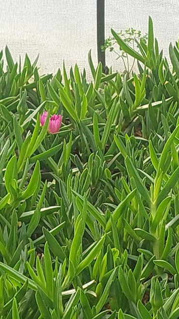 qaragilə ağacı satışı: Buzçiçəyi (Lampranthus/Delosperma) – yerörtən dekorativ sukulent - — 2