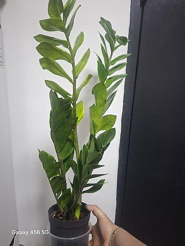 Другие комнатные растения: Продается вариегатная орхидея араукария адениум доллар — 5