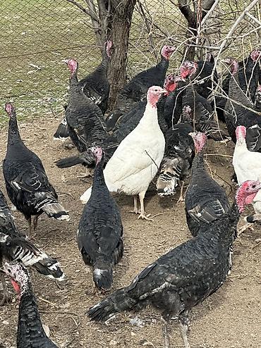 Индюки: Продаю | Индюшка (самка), Индюк (самец) | Черный принц, Северокавказская | На забой, Для разведения | Племенные — 6