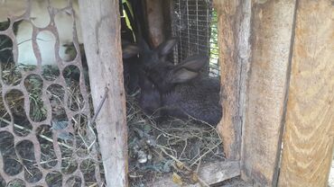 корм животным: Кролики 1 месяц