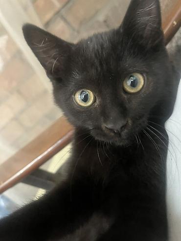 Продажа кошек: 🏡 КОТЯТА ИЩУТ ДОМ! 🐾❤️ Два замечательных малыша — чёрный котик и — 13