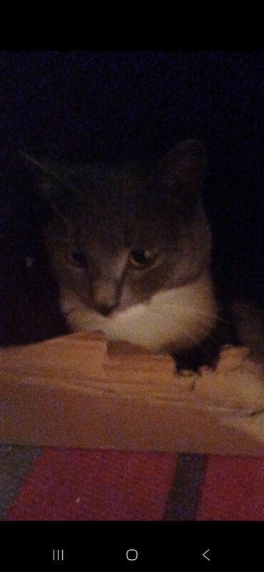 Pişiklər: Ünvandan götürmə — 9