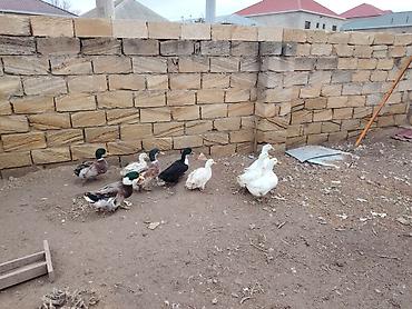 sezar qusu: Salam. Pekin və Yaşılbaş ördəkləri. Yumurtaya başlayıblar. Həm kəsimə — 4