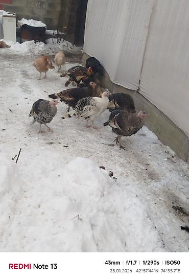 Индюки: Продаю | Индюк (самец) | Для разведения | Племенные — 11