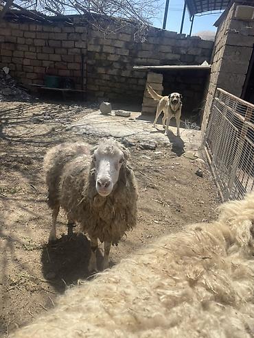 Qoyunlar, qoçlar: Qoyun və Keçi — təsərrüfat heyvanları - Növ: yerli qoyunlar və uzun — 26