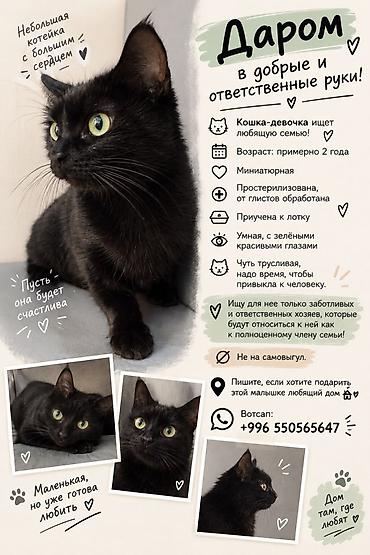 Находка и пропажа кошек: Кошка даром: Беспородная, Девочка — 1