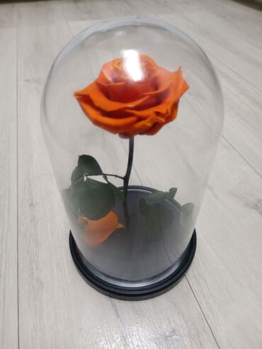 роза колбе: Роза в колбе, не пластиковая, живая. Высота 25 см, ширина 15