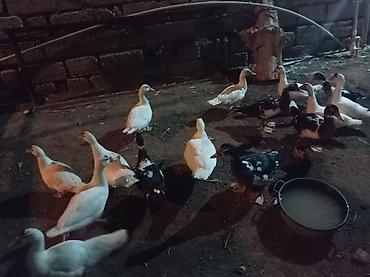 ev heyvanı satışı: Bala lal ördəklər satılır 4ayları tamam olub təcili satılır real — 3