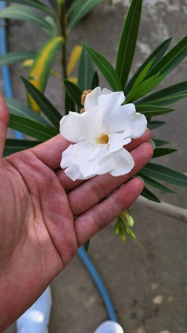 bele farmerice duboke obim struka cm: Predivan beli liander dolazi bez saksije