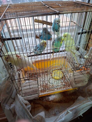 Tutuquşları: Salam umumi 10 qusdur 2 çütdür 6 si ise tek tek sekillerdede var cut — 3