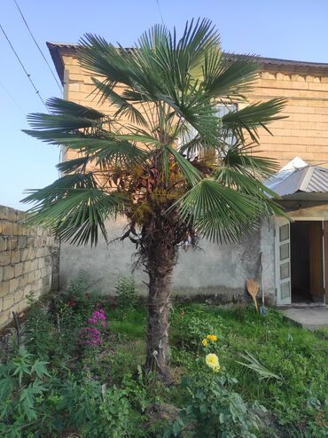 Ağaclar: 2 ədəd palma ağacı satılır.Ünvan Zaqatala.Ağacların biri böyük biri