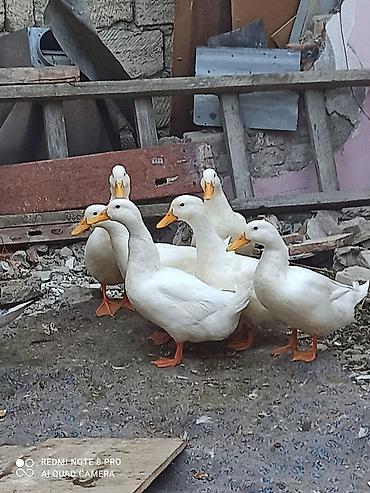 xaski şəkilləri: Ağ rəngli ördəklər – yerli təsərrüfat üçün. - Cins: Pekin tipli ağ — 1