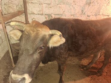 Inəklər, öküzlər: 3 de qisir iney 4850 ze deyirem kom satilir tekliyende qiymet ferqli — 8