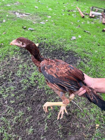 Cücələr: Toyuq cücələri, Damazlıq — 7