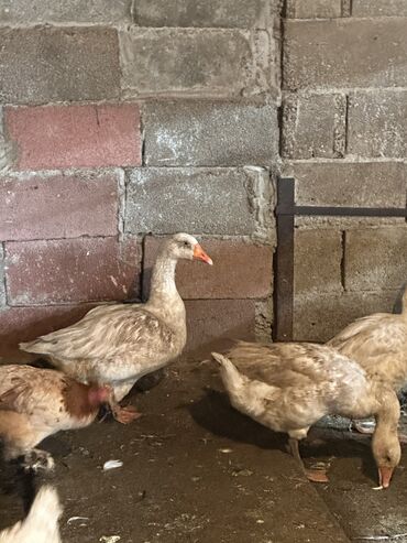 Птицы: Утки 650 сом 
Гуси 2000 сом — 10