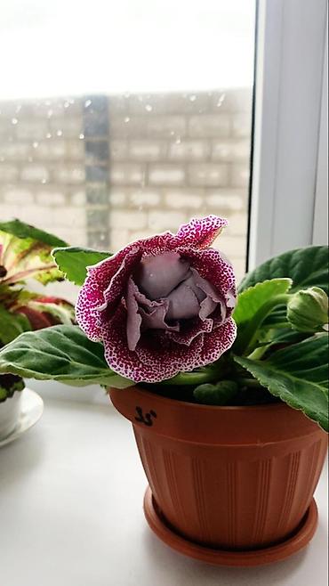 молочай цветок: Глоксиния комнатная в горшке (Gloxinia, Sinningia speciosa) - Крупные — 4