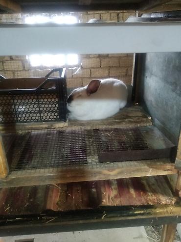 akvarium baliq bazari: Kaliforniya ətlik cinsin balaları satılır ayına görə qiymət dəyişir — 3