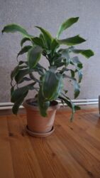 Çöl bitkiləri: Dracena fragrans “Massangeana” (Korniyaqlı Drasena) – dekorativ ev