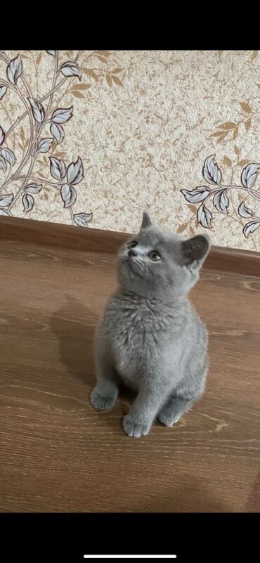 сиамские кот: Котенок Шотландский Страйт-прямоухий. Девочка. 2 месяца. От