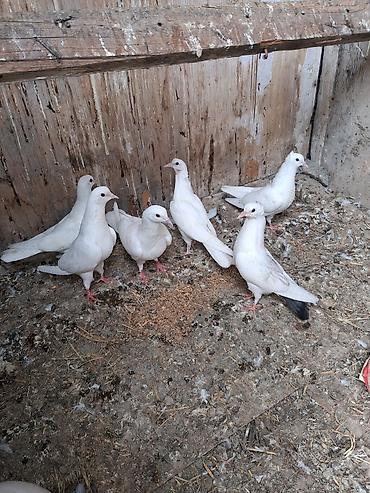 rengli quslar: Ağ rəngli göyərçinlər – eyni yuvalıqdan olan, zərif bədən quruluşlu və — 1