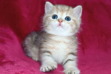 переноски для кошек: Питомник Шотландских кошек предлагает к предварительному резерву