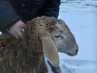 Бараны, овцы: Продаю | Баран (самец) | Арашан | На забой, Для разведения