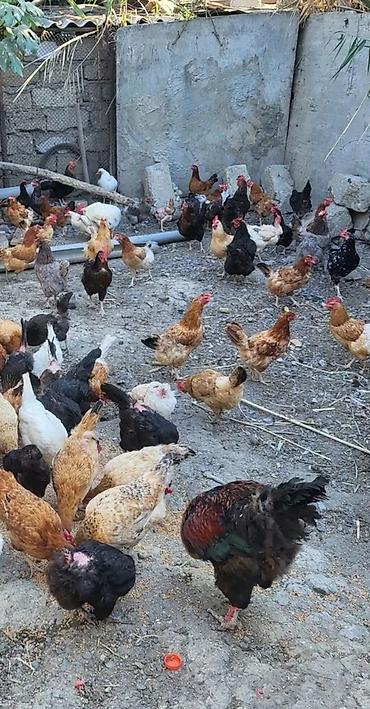 gəncə toyuq satan: Təcili bina evinə köçürük deyə satilir. Toyuq xoruz qarışıq biri 5.50 — 1