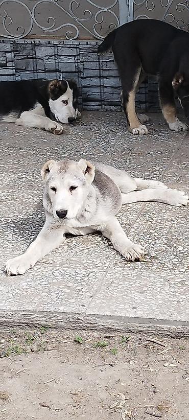 Продажа собак: Алабай, 3 месяца, Самец, С прививкой — 10
