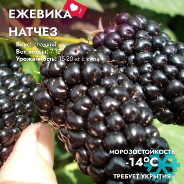 Ежевика: Ежевика Оптом, Бесплатная доставка, Самовывоз — 7